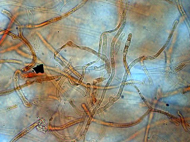 Galerina spec. Cod.: DSCN 5028